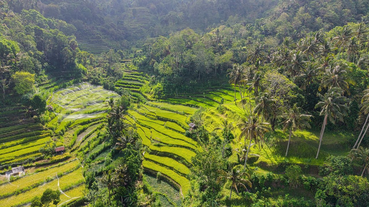 Rice terraces surrounded by tropical forest in Bali, Indonesia
