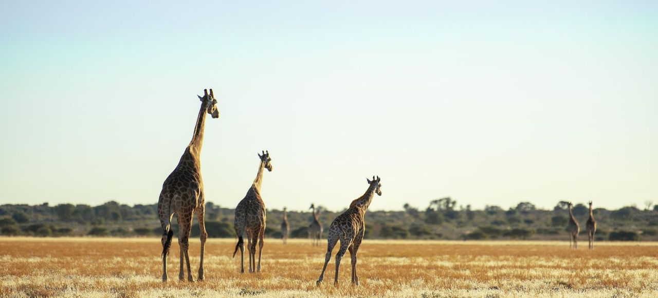 Africa: Giraffes in a vast grassland basking in the warm daylight, capturing wildlife essence