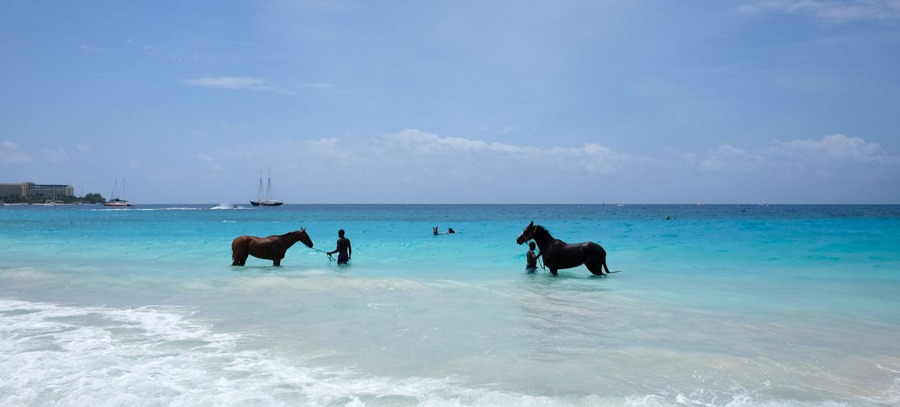 Barbados: A serene beach scene with horses wading in the turquoise ocean alongside people