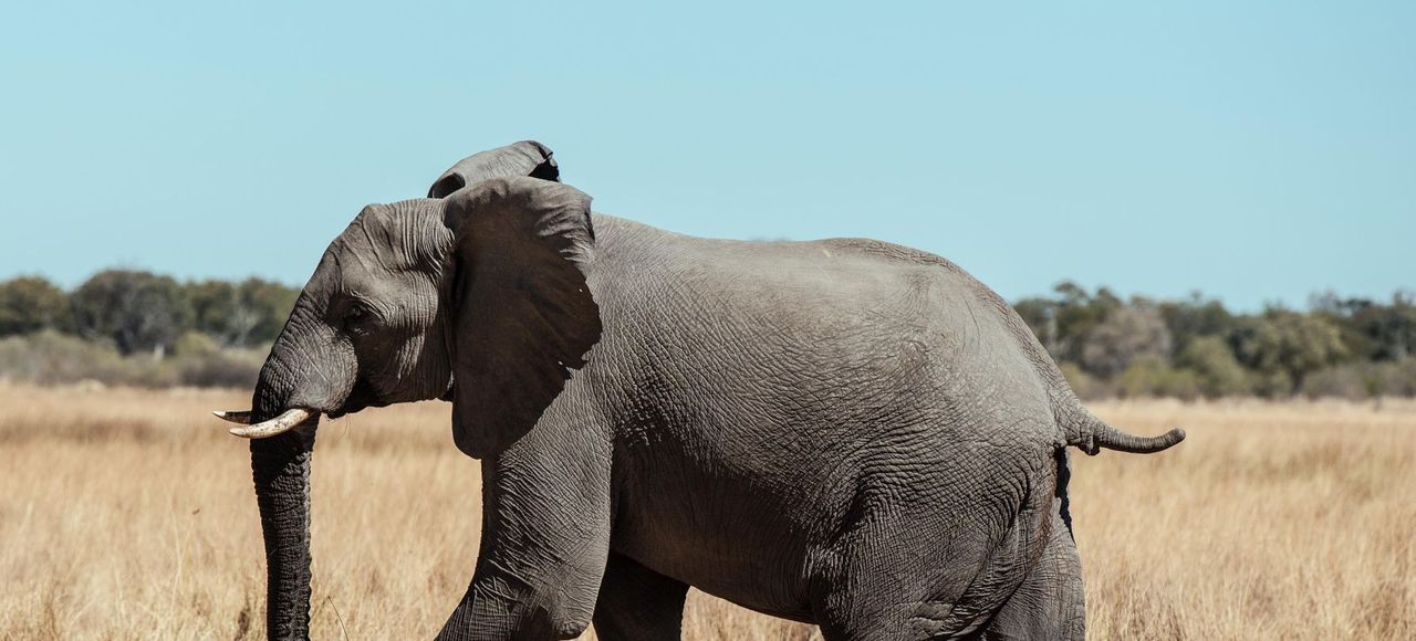 An African elephant (Loxodonta africana) strolls through the savanna in Botswana's North-West District