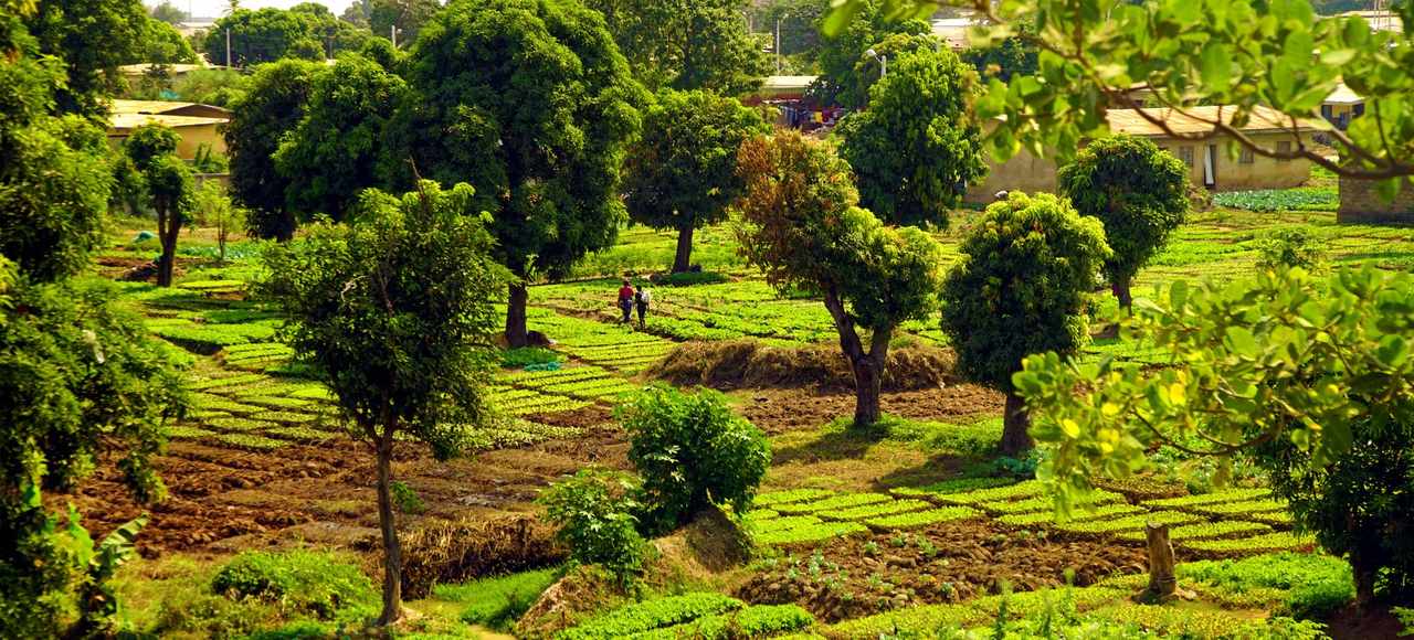 Burkina Faso: Lush green farmland with trees in Tenkodogo, exhibiting a rural landscape