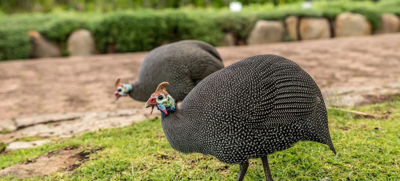 A detailed view of helmeted guineafowl exploring a grassy outdoor area