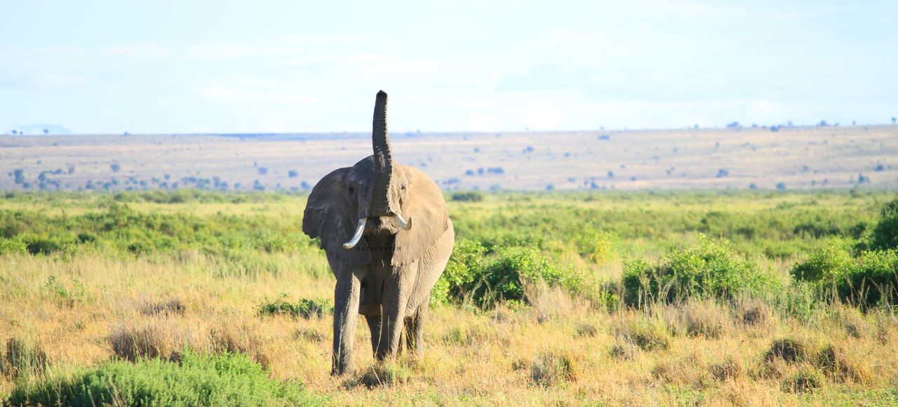 Stunning close-up of an African elephant in Kenya's vast savanna