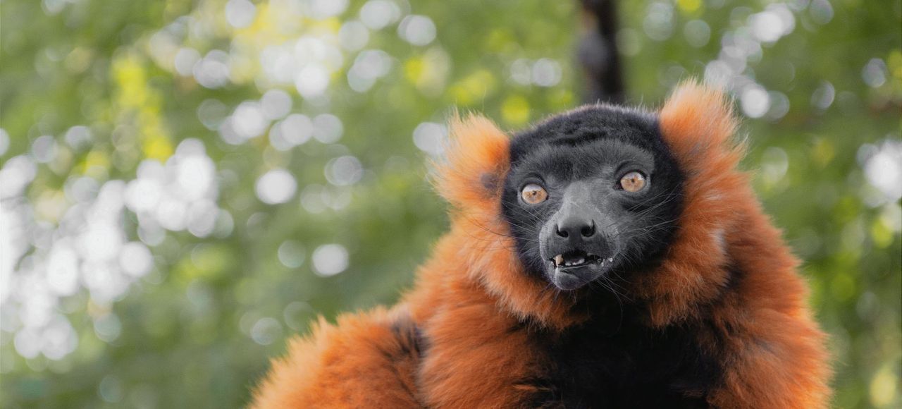 Madagascar: Close-up of a red ruffed lemur showcasing its vivid fur and surroundings