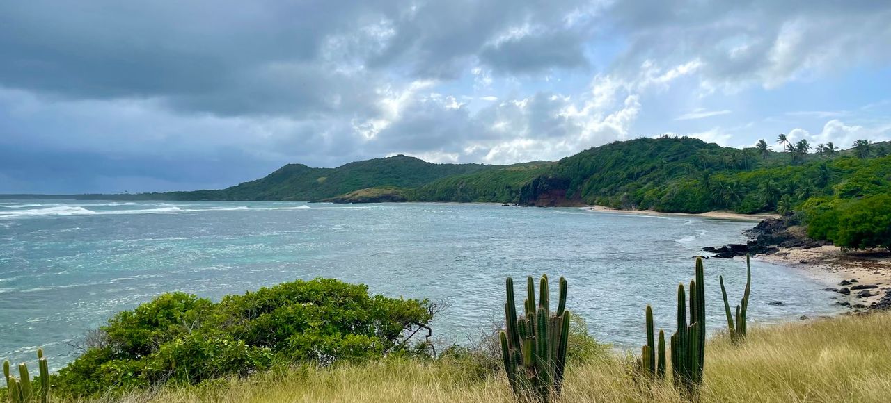 Tranquil coastal landscape in Sainte-Anne, Martinique with cactus and lush greenery along the shoreline