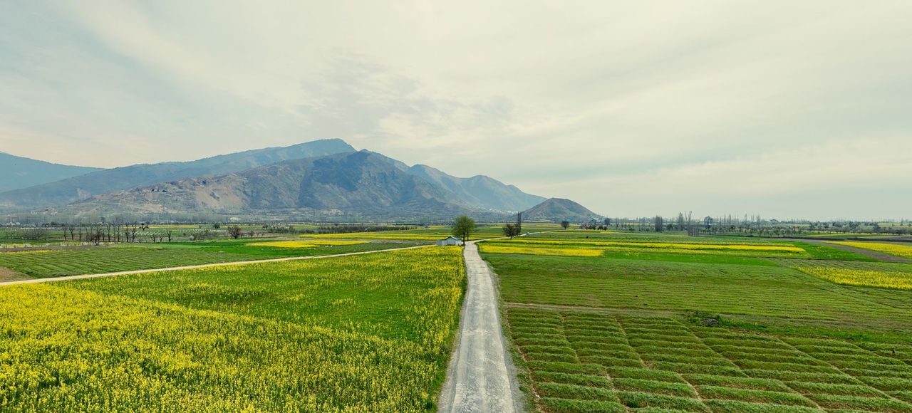 Pakistan: Expansive green fields stretch to the mountains under a bright sky, capturing rural tranquility