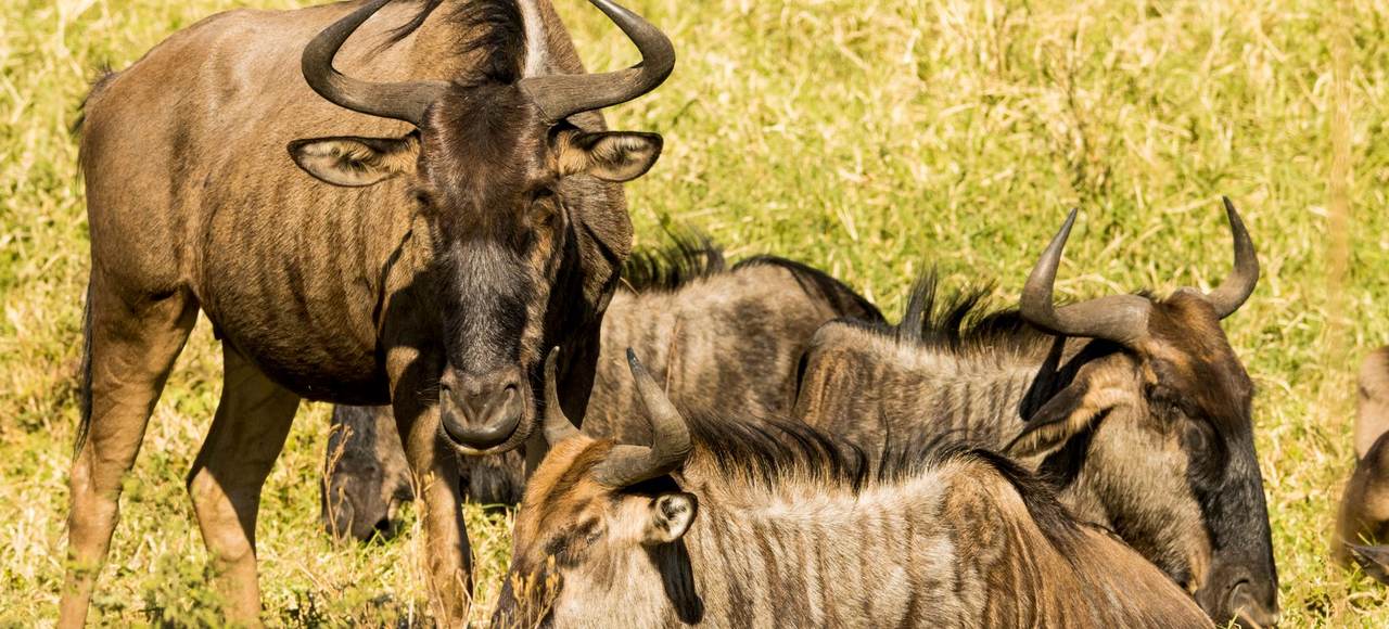 Tanzania: Group of wildebeest relaxing in the grasslands of Africa under the warm sun