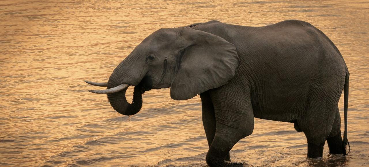 Majestic African elephant standing in a river during sunset in Zambia, capturing the essence of wildlife in nature